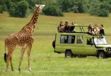 Tanzania safari magic