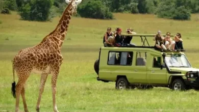 Tanzania safari magic