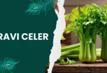 Pravi Celer: A Nutritional Powerhouse Is Your Daily Diet for Optimal Health