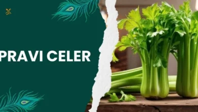 Pravi Celer: A Nutritional Powerhouse Is Your Daily Diet for Optimal Health