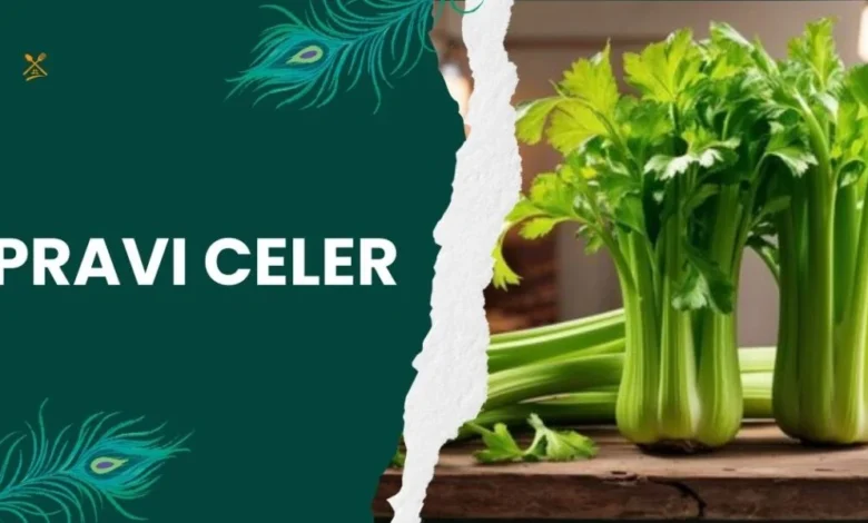Pravi Celer: A Nutritional Powerhouse Is Your Daily Diet for Optimal Health