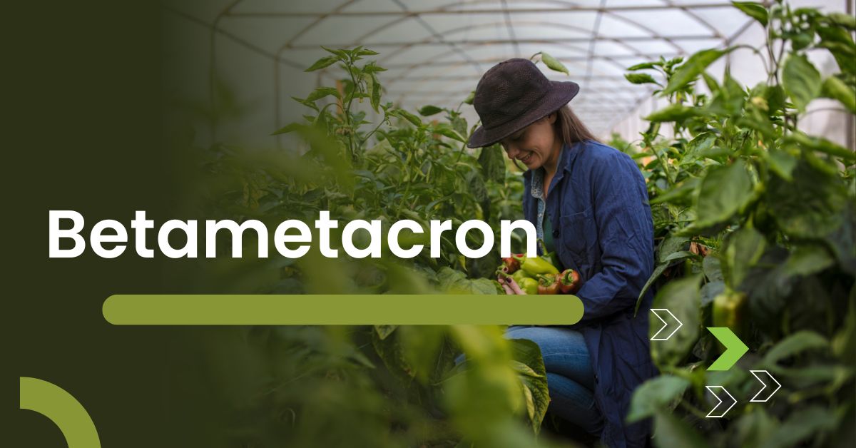 Betametacron: How It Works in Treating Inflammatory Conditions