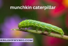 munchkin caterpillar: Is the Cutest Inhabitants of Your Garden