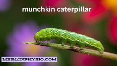 munchkin caterpillar: Is the Cutest Inhabitants of Your Garden