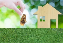 really attracts pests