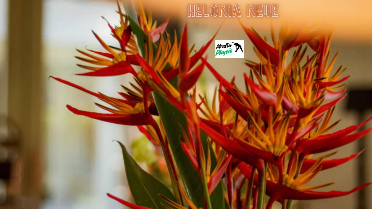 helonia neue