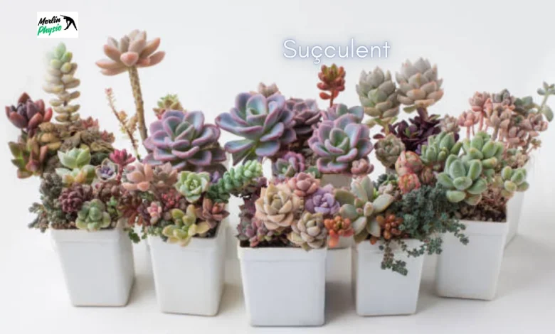 Suçculent