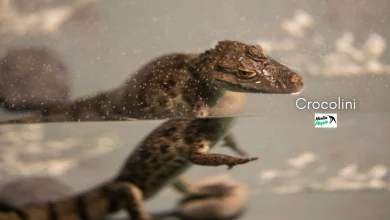 crocolini
