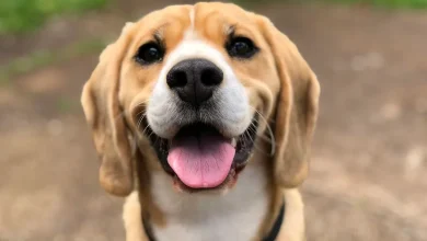 Family’s Furry Friend