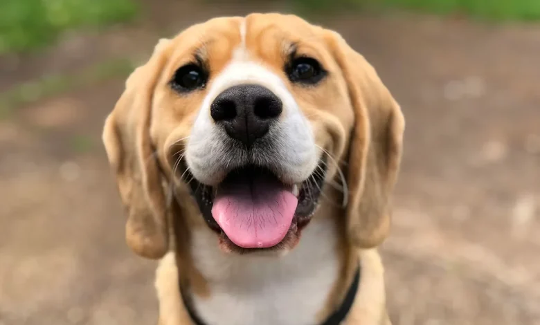 Family’s Furry Friend