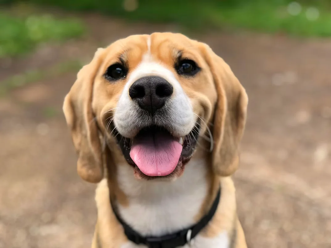 Family’s Furry Friend