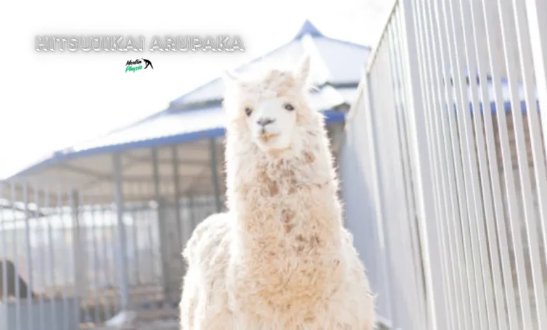 hitsujikai arupaka