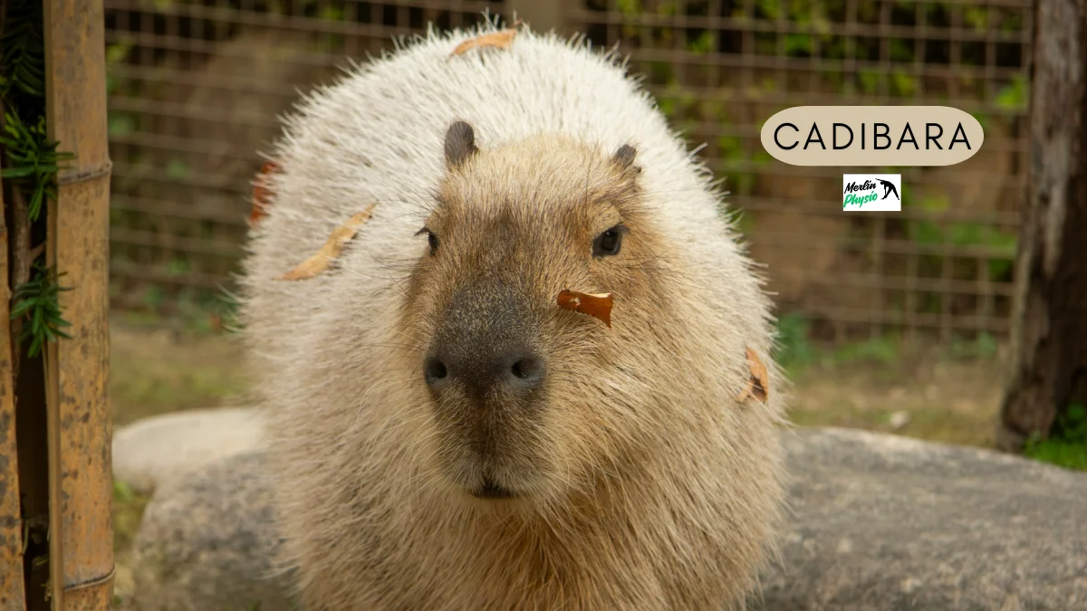 cadibara