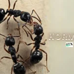hormita