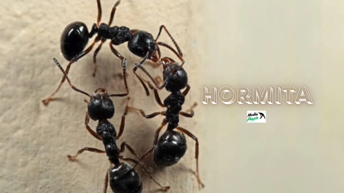 hormita
