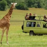 Tanzania safari magic