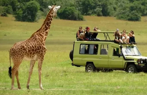 Tanzania safari magic