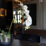 Buying orchid plants