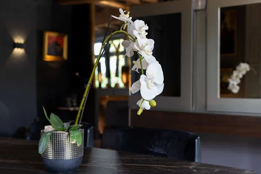 Buying orchid plants